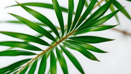A close up of a single fern leaf with its distinct pattern of feathered segments radiating from a central stem, set against a blurred background that suggests more leaves in the distance.