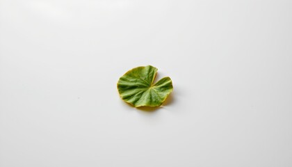 A single leaf, possibly from a plant such as lettuce or cabbage, resting against a white background. The leaf appears to be fresh with a prominent vein pattern typical of such plants