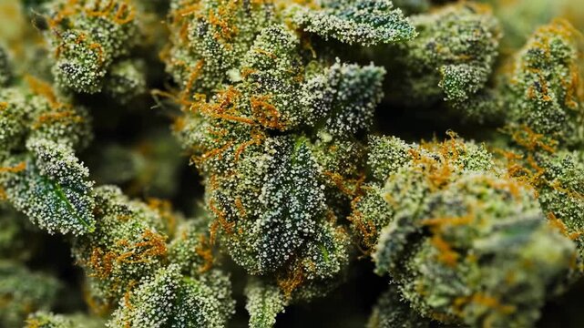 Close-up of cannabis flower trichomes