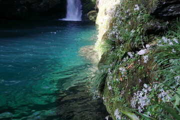 にこ淵に咲く大文字草　秋　（高知県　いの町）