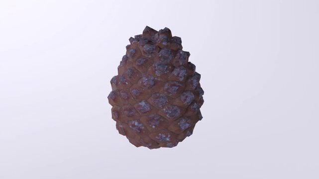 Realistic 3D Pine Cone Rendering