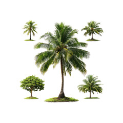 Tropical trees island environment black background