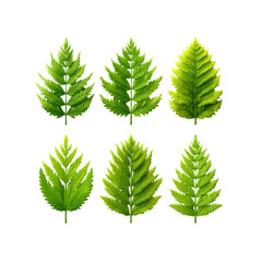 Six different green fern leaves