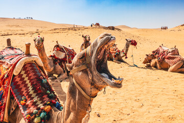 Fototapeta premium camel ride from egypt cairo