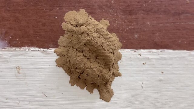 A detailed close up shot of a mud nest constructed by a mud dauber wasp on a wall, showcasing the unique texture and natural architecture.