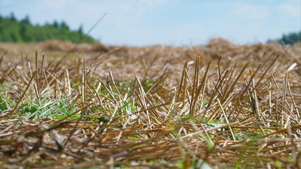 Golden wheat Field Stubble with Vibrant Green Sprouts Beneath a Clear Blue Sky of Summer