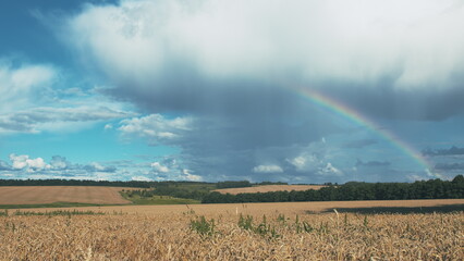 Obraz premium A breathtaking scenic rainbow arches gracefully over golden cornfields beneath a cloudy sky