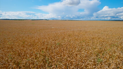Expansive and Vast Golden Wheat Fields Stretching Elegantly Under a Beautiful Blue Sky Above