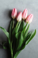 ピンクのチューリップ