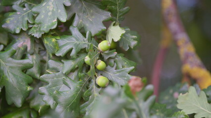 Newly Emerging Green oak Fruits are Blossoming on a Lush Leafy Branch in Natures Landscape
