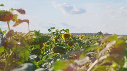 A Vibrant Sunflower Field Under a Beautiful Clear Sky Full of Sunshine and Light