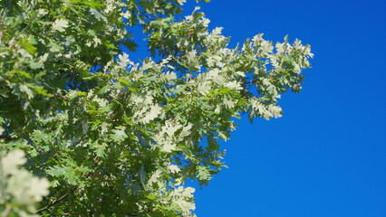 Vibrant Green Leaves Dancing Gracefully Against a Clear Blue Sky on a Beautiful Day
