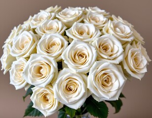 Closeup White Rose Cluster with Soft Background