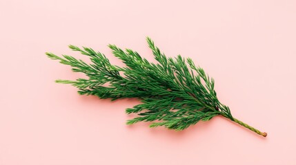 Fototapeta premium Green evergreen juniper branch lying on a clean pink background, creating a minimalist flat lay for nature concepts