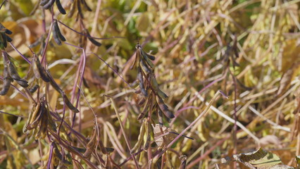 Dried Plant with Pods in its Natural Habitat, Reflecting the Beauty of Natures Cycle