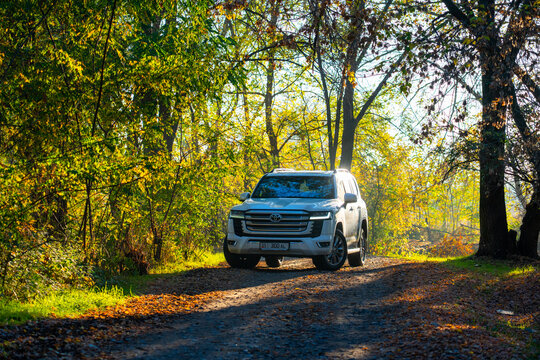 Talas, Kazakhstan - May 13, 2024: A white Toyota Land Cruiser 300 driving on a dirt road through a sun-drenched forest with green and yellow autumn trees and foliage