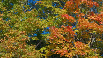 The Vibrant Autumn Leaves in Full and Bright Color Stand Out Against a Clear Blue Sky