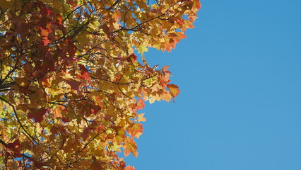 The Vibrant Fall Leaves Are Displayed Beautifully Against a Clear and Bright Blue Sky Above Us