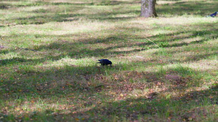 A black bird is foraging and searching for food in a sunny and pleasant park setting