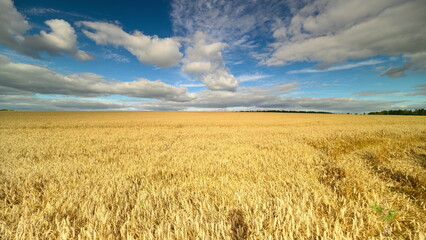 Expansive wheat field under dynamic sky, Serene rural scene with rippling wheat and lively clouds, Peaceful countryside with waving stalks beneath animated cloudy sky