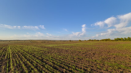 Vast farmland scene, Bright open fields under sky, Serene rural landscape with lush crops,...