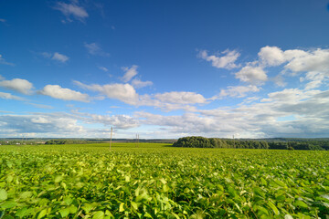A Vast Green Vineyard Stretching Under the Expansive Blue Sky Above, So Beautiful and Calm
