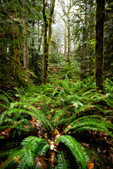Pacific Northwest Forest in Fall, Moss Covered Trees and Ferns in Rain