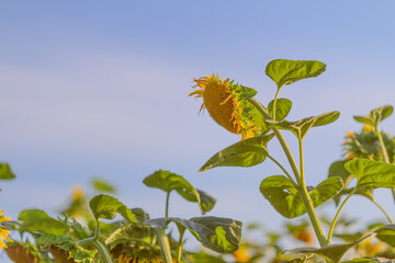 A Beautiful and Vibrant Sunflower Field Stretching Under a Clear and Brilliant Sky