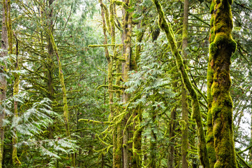 Pacific Northwest Forest in Fall, Moss Covered Trees and Ferns in Rain