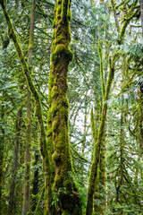 Pacific Northwest Forest in Fall, Moss Covered Trees and Ferns in Rain
