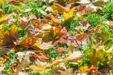 The Autumn Leaves on the Ground Create a Colorful and Beautiful Display for All to Enjoy
