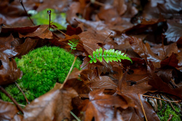 Pacific Northwest Forest in Fall, Moss Covered Trees and Ferns in Rain