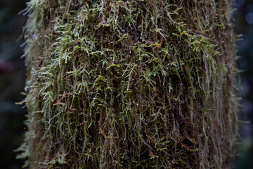 Close up of Moss Covered Trees in Temperate Pacific Northwest Forest 