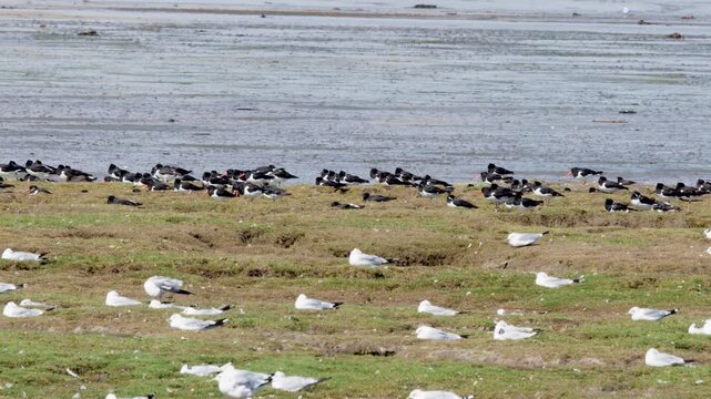 Oystercatchers and Gulls Resting on Cromarty Estuary Shoreline