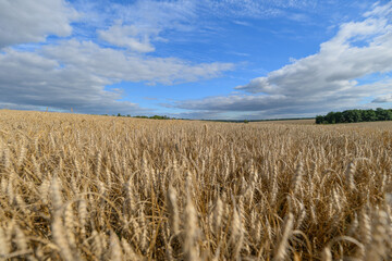 A Vast Golden Wheat Field Sparkling and Glimmering Under a Radiant Bright and Vibrant Blue Sky