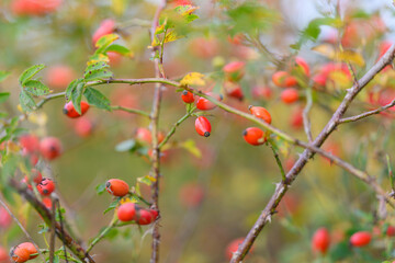 The Beautiful and Vibrant Red Berries Delicately Resting on Branches in Natures Abundance