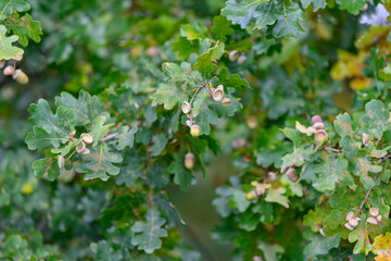 A CloseUp View of Beautiful Oak Tree Leaves with Acorns in Their Natural Environment