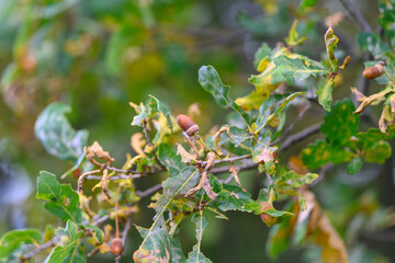 A closeup image of Oak Leaves and Acorns in a serene natural setting, highlighting natures beauty