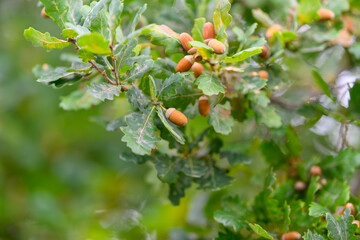 Natures Beautiful Bounty Oak Tree Acorns Resting on Lush Green Foliage in the Forest