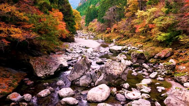 【日本の秋の絶景】紅葉の渓谷美と清流 - 岩間を流れる水（ドローン空撮・前進）