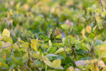 Plant pattern for eco branding, Detailed soybean leaf and pod artwork, Study of soybean foliage and pods exhibiting veins and patterns against blurred soft backdrop