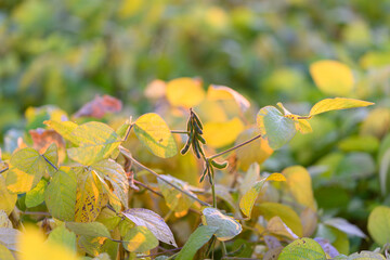 Bright harvest scene, Golden glow with leafy halos, Sundrenched soybean cover with luminous foliage, Warm backlit green leaves casting amber halos in rural setting