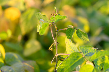 Detailed image of soybean stem, Isolated soybean stem showcasing emerging pods and hairs, Focus on single soybean plant with developing seed pods and fine hairs