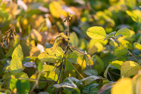 Dewkissed soybean canopy shimmering in soft sunrise, dense foliage with water droplets on leaves, intimate mood for ecology, moisture monitoring, and crop vigor studies