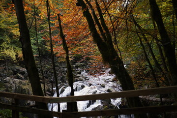 autumn in the forest