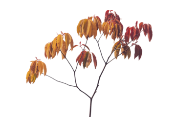 Autumn branch with colorful leaves in shades of orange yellow and red isolated on transparent background