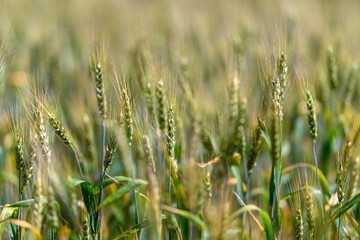 A Lush Green Wheat Field Bathed in Soft Sunlight Under a Clear Blue Sky Atmosphere