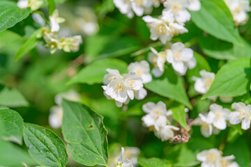 Beautiful white flowers bloom among lush green foliage, showcasing natures splendor