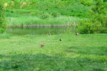 A Beautiful Serene Landscape Featuring Birds by the Tranquil Water, Embracing Natures Harmony