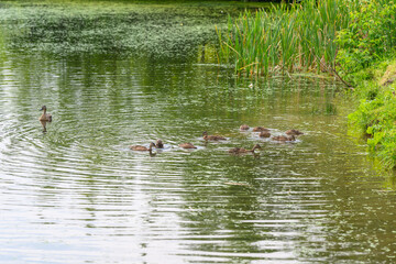 The Serene Pond Features Numerous Ducks Swimming Gracefully in the Tranquil Waters